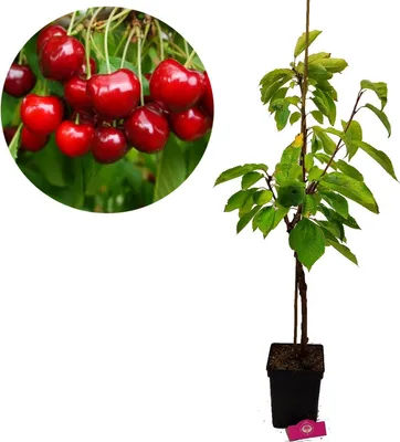 A cherry tree sapling in a pot, with a close-up inset of cherries.