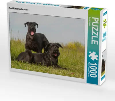 Produktbild von CALVENDO Puzzle Zwei Riesenschnauzer | 1000 Teile Lege-Größe 64x48cm Foto-Puzzle für glückliche Stunden