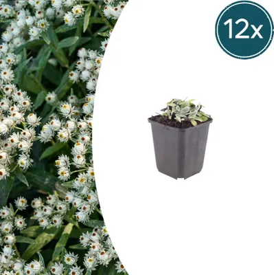 Zdjęcie produktu dla Anaphalis triplinervis | 12 sztuk - 10-25cm - Ø9cm - Roślina ogrodowa
