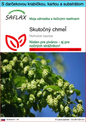 Obrázok produktu pre SAFLAX Darčeková sada - skutočný chmeľ - Humulus lupulus - 50 Semená - S darčekovou krabičkou, prepravným štítkom, darčekovou kartou a pestovateľským médiom