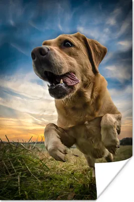 Produktbild von MuchoWow® Poster Bunter Himmel über diesem Labrador Retriever 60x90 cm - Wanddekoration
