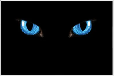 Produktbild von Wallario Wandbild Blaue Katzenaugen bei Nacht, Größe: 61 x 91,50 cm, Poster mit weißem Aluminiumrahmen