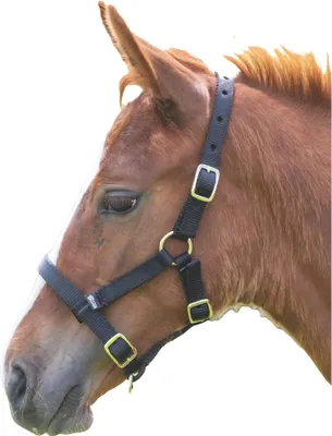 Produktbild von Shires Fohlenhalfter ER409 (Foal/Mini) (Schwarz)