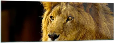 Produktbild von Bilder auf glas - Löwe Tiere Tierwelt - 160x50cm - Glasbilder - Wandbilder - Kunstdruck - zum Aufhängen bereit - Wanddekoration aus Glas - Glas Bilder - Wandbild auf Glas - Einteilig - GAB160x50-1237
