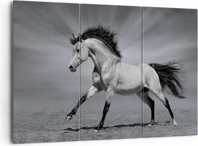 Produktbild von Bild auf Leinwand - Leinwandbild - Pferd Tier Natur - 165x110cm - Wand Bild - Wanddeko - Leinwanddruck - Bilder - Kunstdruck - Wanddekoration - Leinwand bilder - Wandkunst - CE165x110-3608