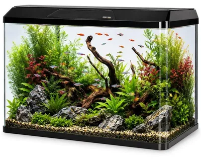 Produktbild von Kruger Meier LAORIA Panoramic 600 - Aquarium 60l mit Beleuchtung und Abdeckung