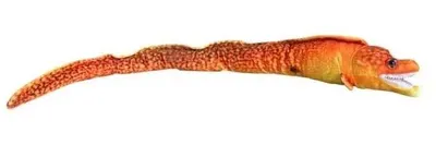 Obrázek produktu pro Murenka oranžová 80 cm – Dubi
