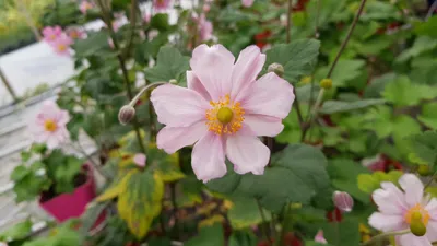 Image de Anemone japonica 'Rubra / Anémone du Japon rouge