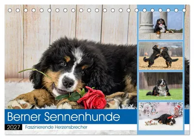 Produktbild von Berner Sennenhunde - Faszinierende Herzensbrecher (Tischkalender 2027 DIN A5 quer), CALVENDO Monatskalender