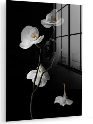 Produktbild von MuchoWow Glasbilder - Bilder auf Wandbild - Foto auf Glas Orchidee - Blumen - Schwarz - Weiß - Stilleben 60x80 cm Wanddekoration aus Glas - Acrylglasbild - Acrylbilder - Foto