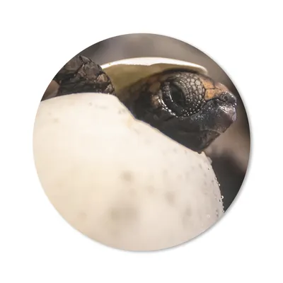 Produktbild von MuchoWow® Mauspad Mousepad Schildkröte - Baby - Ei 40x40 cm - Mousepads - Maus Mat - Pad - Mausunterlage - Schreibtisch Accessoires
