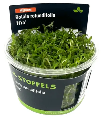 Produktbild von Stoffels Rotala rotundifolia 'H'ra' In-vitro