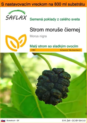 Obrázok produktu pre SAFLAX Garden in the bag - Strom moruše čiernej - Morus nigra - 200 Semená - S pestovateľským substrátom v praktickom samostaviteľnom vrecku