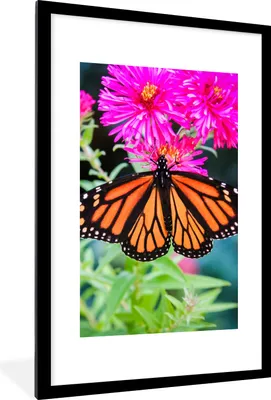 Produktbild von MuchoWow® Gerahmtes Poster Schmetterling - Botanisch - Blume 60x90 cm - Poster mit Schwarzem Bilderrahmen Wandposter Rahmen Foto Bilder - Dekoration - Wandposter Wohnzimmer - Hochwertig