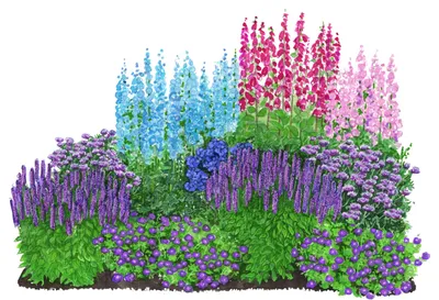 Produktbild von Dehner Bio Stauden-Set Romantischer Garten, 12 Pflanzen für sonnige Standorte, mehrjährig, je 5-20 cm exkl. Pflanztopf, Ø Topf je 9 cm, Hellblau / Lila / Pink / Rosa
