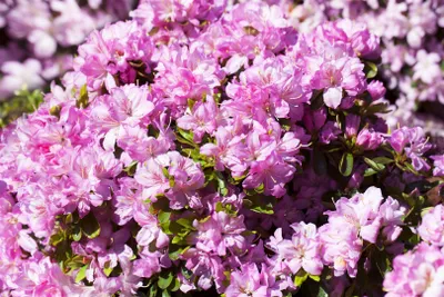 Zdjęcie produktu dla Rhododendron obtusum 'Negligé', azalia, różowe kwiaty, 15-20 cm