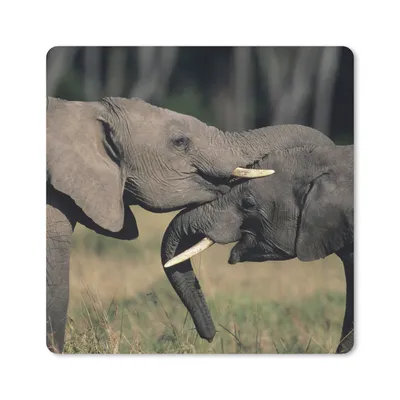 Produktbild von MuchoWow® Mauspad Mousepad Elefant - Tiere - Grau - Natur 20x20 cm - Mousepads - Maus Mat - Pad - Mausunterlage - Desk Mat - Bureauartikeln