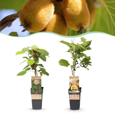 Zdjęcie produktu dla Actinidia Weiki & Golden Kiwi - Roślina Kiwi - 1 Samiec - 1 Samica - Rośliny - Żółty - 40-50cm - Ø15cm - Roślina ogrodowa - Warzywa i owoce