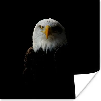 Produktbild von MuchoWow® Poster Adler - Vogel - Schwarz 100x100 cm - Babyzimmer