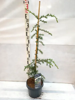 Produktbild von Cedrus libani ‘Glauca Pendula’ Blaue Hänge-Libanon-Zeder 90–120 cm im Topf winterhart