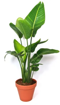 Obrázek produktu pro Gardners Strelitzia nicolai, průměr 21-22 cm