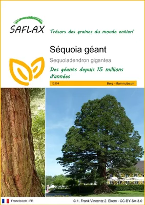 Image de SAFLAX  - Séquoia géant - 50 graines - Sequoiadendron