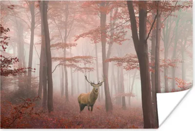 Produktbild von MuchoWow® Poster Hirsche - Wald - Rot - Herbst 120x80 cm - Bilder