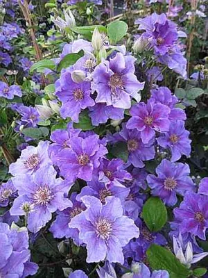 Produktbild von Clematis Ashva (60 - 100 cm) - Waldrebe / Klematis Ashva