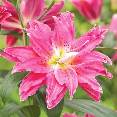 Immagine prodotto di Lilia Pełna Roselily Julia 1 pz Lilie bulbi di giglio bulbi Profumati