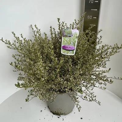 Produktbild von Ceanothus impressus Cool Blue ('Huico02'PBR) - Säckelblume | 50-60 cm im Topf
