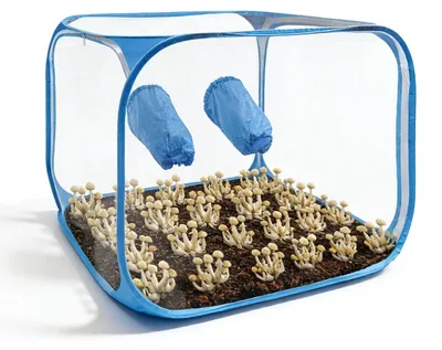 Produktbild von Faltbarer Gemüseanbau für Pilze - 90 x 60 x 90 cm