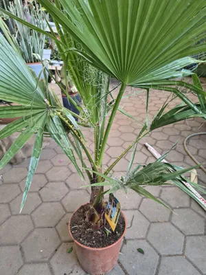 Produktbild von Washingtonia robusta 100-120 cm Washingtonpalme Fächerpalme Palme Washingtonie Kübelpflanze Zimmerpflanze Balkon Garten Terrasse Baum Mexikanisch