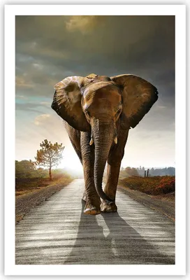 Produktbild von Poster - Poster ohne Rahmen - Elefant Straße Landschaft - 61x91,5 cm - Wand Bild - Wanddeko - Wandbilder - Kunstposter - Wandposter - Bilder - Kunstdruck - Wanddekoration - Wandbild - P2XPA61x91-0214