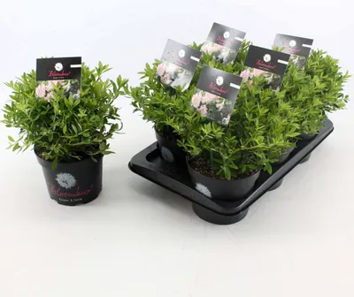 Several potted Rhododendron plants are arranged in a black plastic tray on a white surface.