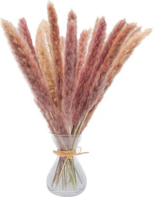 Produktbild von Pampasgras, getrocknetes Pampasgras, 60 cm, natürliche Trockenblumen, Trockenblumen, Dekopflanzen, Blumenstrauß, Dekoration für Innenraumfotografie, Hochzeit – Primärfarbe