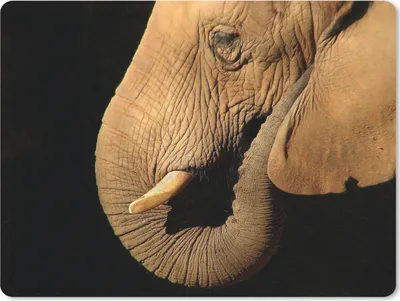 Produktbild von MuchoWow® Mauspad Mousepad Elefant - Tiere - Nahaufnahme - Schwarz 23x19 cm - Mousepads - Maus Mat - Pad - Mausunterlage - Schreibtischunterlage - Mauspad