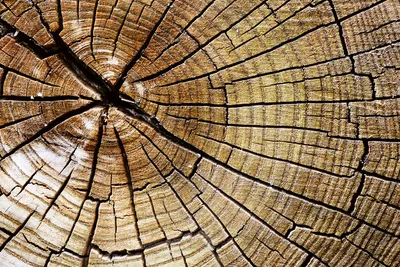 Produktbild von Fototapete - Wood 375x250cm - Vliestapete