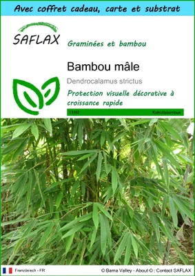 Image de SAFLAX Ensemble-cadeau - Bambou mâle - 50 graines - Dendrocalamus