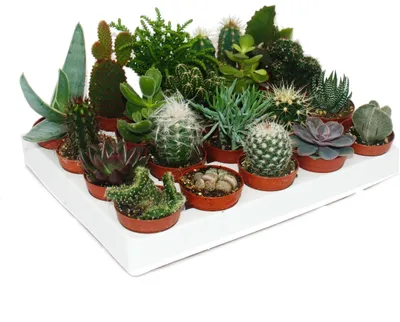 Produktbild von Kakteen und Sukkulenten - Starter Set XXL - 20 verschiedene Pflanzen im 5,5cm Topf