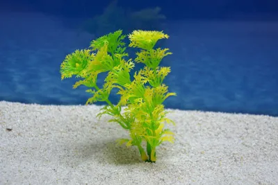 Produktbild von Amtra Cabomba S 12cm künstliche Pflanze Dekoration Aquarium