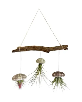 Produktbild von Liane 30cm mit Seeigelgehäuse und Tillandsien