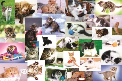 Image de Trefl 60 Le monde des chats 4+