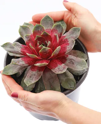 Produktbild von BALDUR-Garten 1x Sempervivum Giants 'Steel Appeal', Pflanze im 9x9 cm-Topf, Sukkulente, mehrjährig - frostfrei halten, pflegeleicht, trockenheitsverträglich, hitzebeständig, immergrün