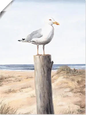 Produktbild von ARTland Poster Möwe Größe: 60x80 cm