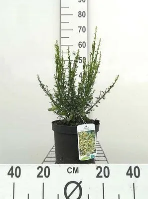 Obrázok produktu pre Cytisus (s) 'Luna' - Metla 40- 60 cm Kontajner