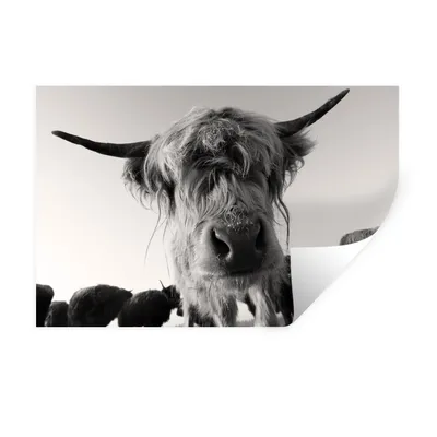 Produktbild von MuchoWow® Wandtattoo Wandsticker Wandaufkleber Schottischer Highlander - Schwarz - Weiß - Tiere 30x20 cm Selbstklebend und Repositionierbar - Wierderverwendbar - Selbstklebend