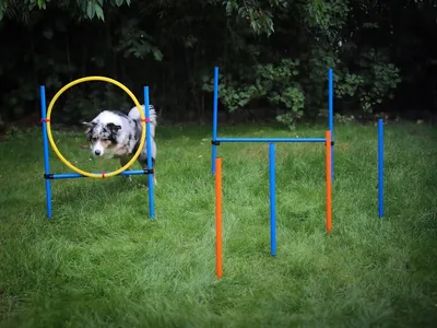 Produktbild von Agility-Set für Hunde – Training mit Hindernissen und Sprungparcours