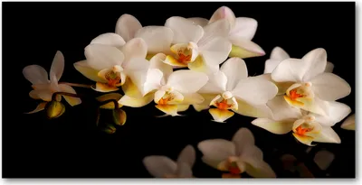 Produktbild von Tulup® Glas-Bild - 100x50 -Wandkunst - Wandbild hinter gehärtetem Sicherheitsglas  - Blumen & Pflanzen - Orchidee - Weiß