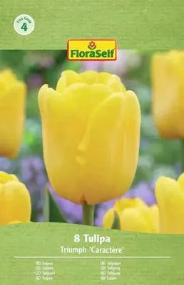 Obrázek produktu pro Tulipány Caractére Tulipa 8 ks