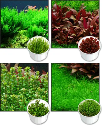 Produktbild von 4 Lieblings-Invitro, Topseller für Nano-Aquarium, kleine Pflanzen im 4er-Set